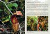 Field Guide to the Pitcher Plants of Sulawesi