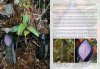 Field Guide to the Pitcher Plants of Sulawesi