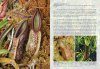 Field Guide to the Pitcher Plants of Sulawesi