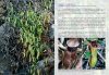 Field Guide to the Pitcher Plants of Sulawesi