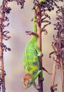 Chameleons