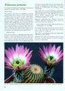 Echinocereus