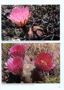 Echinocereus