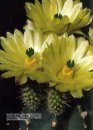 Echinocereus
