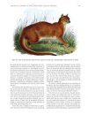 The Encyclopaedia of New and Rediscovered Animals