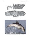 The Encyclopaedia of New and Rediscovered Animals