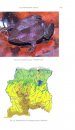 Amphibians of Suriname