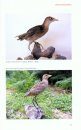 Extremely Rare Birds in the Western Palearctic