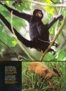 Rapid Biological Inventories, Volume 20: Ecuador, Perú: Cuyabeno-Güeppí [English / Spanish]