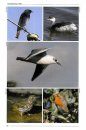 The Breeding Birds of Malta