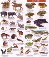 Costa Rica Wildlife Guide: Mammals, Birds, Reptiles, Amphibians, Butterflies [English / Spanish]