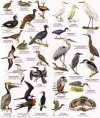 Nicaragua: Pacific Slope Birds