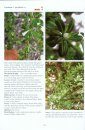 The Wild Plants of Antigua and Barbuda