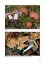 Fungi Europaei, Volume 14: Hebeloma (Fr.) P. Kumm. [English]