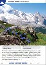 Mountain Flowers: The Dolomites