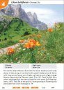 Mountain Flowers: The Dolomites
