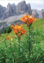 Mountain Flowers: The Dolomites