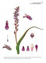 The Genus Lachenalia