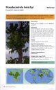 Guide d'Identification des Arbres du Burkina Faso [Identification Guide to the Trees of Burkina Faso]