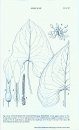 Flora Zambesiaca, Volume 12, Part 1: Araceae (Including Lemnaceae)