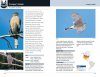 Hawks and Owls of Eastern North America
