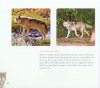 The Lives of Wolves, Coyotes and Foxes