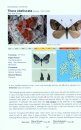 Conifer Moths of the British Isles