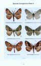 Conifer Moths of the British Isles