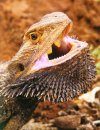 Bearded Dragon