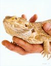 Bearded Dragon