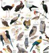 Newman's Birds of the Kruger National Park, 2: K-Z - Poster