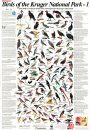 Newman's Birds of the Kruger National Park, 1: A-K - Poster