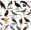 Newman's Birds of the Kruger National Park, 1: A-K - Poster