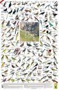 Birds Endemic to Southern Africa - Poster