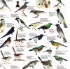 Birds Endemic to Southern Africa - Poster
