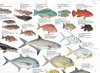 Coastal Fishes of Southern Africa, 1: Inshore - Poster