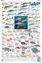 Coastal Fishes of Southern Africa, 2: Offshore - Poster