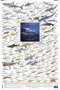 Sharks of the World, 2: Offshore Reefs - Poster