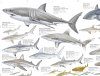 Sharks of the World, 2: Offshore Reefs - Poster