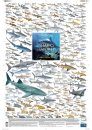 Sharks of the World, 1: Inshore Coastal Waters - Poster