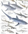 Sharks of the World, 1: Inshore Coastal Waters - Poster