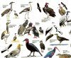 Newman's Rare and Endangered Birds of Southern Africa - Poster | NHBS ...