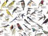 Garden Birds, Southern Africa - Poster