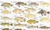 Freshwater Fishes, Southern Africa - Poster: All the Larger Indigenous and Introduced Species