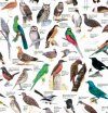 Newman's Birds of the South Western Cape - Poster