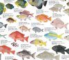 Coastal Fishes of Southern Africa, 3: Coral and Rocky Reefs - Poster