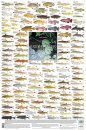 Freshwater Fishes, Southern Africa - Poster: All the Smaller Indigenous and Introduced Species