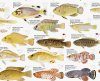Freshwater Fishes, Southern Africa - Poster: All the Smaller Indigenous and Introduced Species