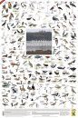Inland Waterbirds, Southern Africa - Poster