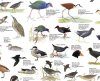 Inland Waterbirds, Southern Africa - Poster